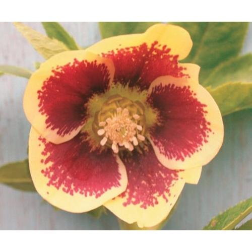 クリスマスローズ 野田交配 シングル黄ブロッチ系 2.5号実生ポット苗 1