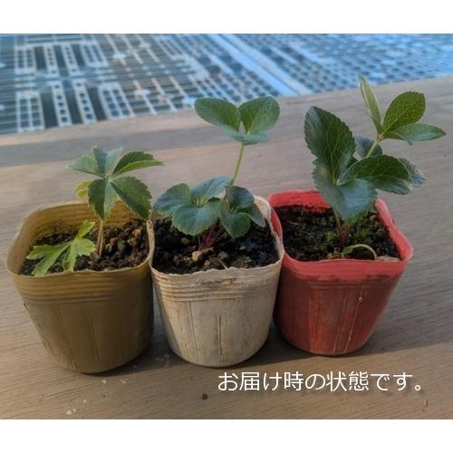 クリスマスローズ 野田交配 シングル黄ブロッチ系 2.5号実生ポット苗 1