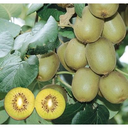 キウイフルーツ ジャンボイエロー 接木苗 1本 入荷予定 年11月頃 Pavlovastudio Ru