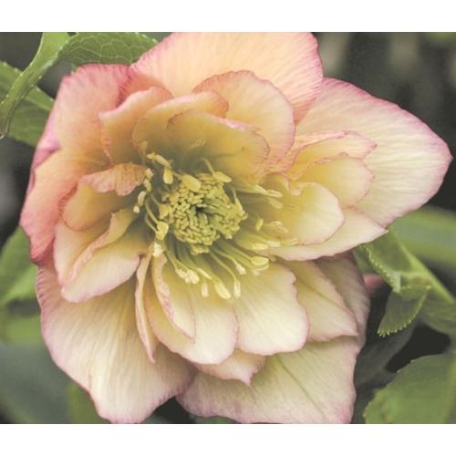 クリスマスローズ ウィンターシンフォニー ダブルアプリコット 3号実生ポット苗 1株 入荷予定 年11月頃 E フラワー 通販 Yahoo ショッピング