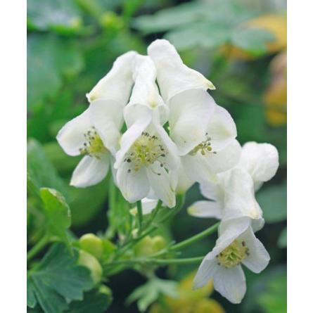 トリカブト の 花 苗 の商品一覧 花 ガーデニング 通販 Yahoo ショッピング