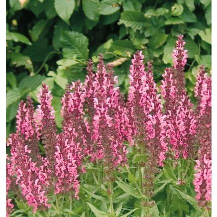 サルビアの花ピンク 花 ガーデニング の商品一覧 通販 Yahoo ショッピング