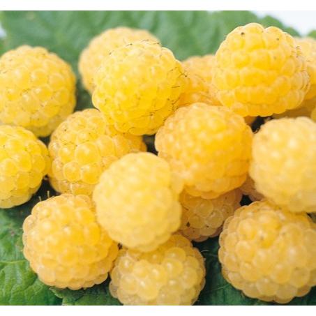 ラズベリー ワインダー R イエロー 3 5号 1本 入荷予定 21年10月下旬頃