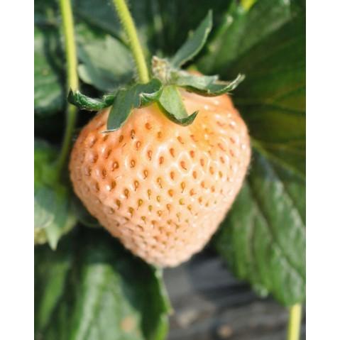 イチゴ 桃薫 Pvp ポット苗 3株 入荷予定 21年10月下旬頃 E フラワー 通販 Yahoo ショッピング