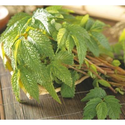 ウワバミソウ 地掘苗 3株 入荷予定 21年11月頃 E フラワー 通販 Yahoo ショッピング