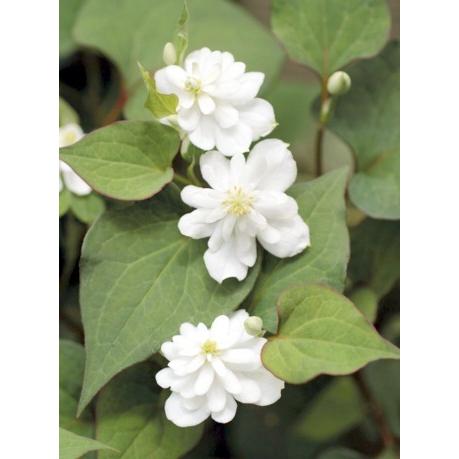 八重ドクダミ ポット苗 1株 入荷予定 21年10月頃 E フラワー 通販 Yahoo ショッピング