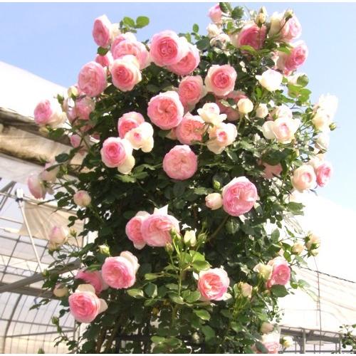 バラ ピエール ドゥ ロンサール 接木大苗 1本 E フラワー 通販 Yahoo ショッピング