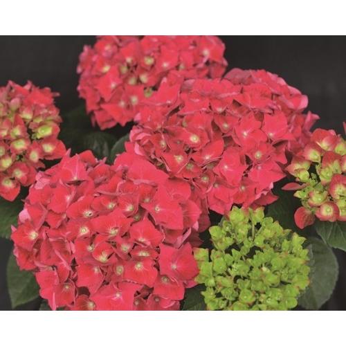 アジサイ スピーディーレッド Pvp 3 5号ポット植え 1本 E フラワー 通販 Yahoo ショッピング