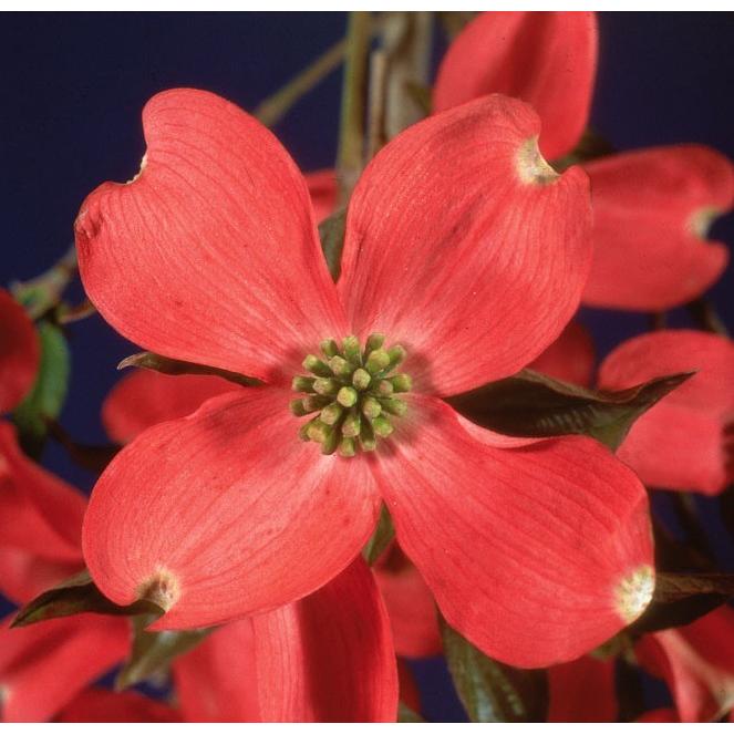 最新 アメリカハナミズキ チェロキーサンセット 接木苗 1本 入荷予定 21年11月