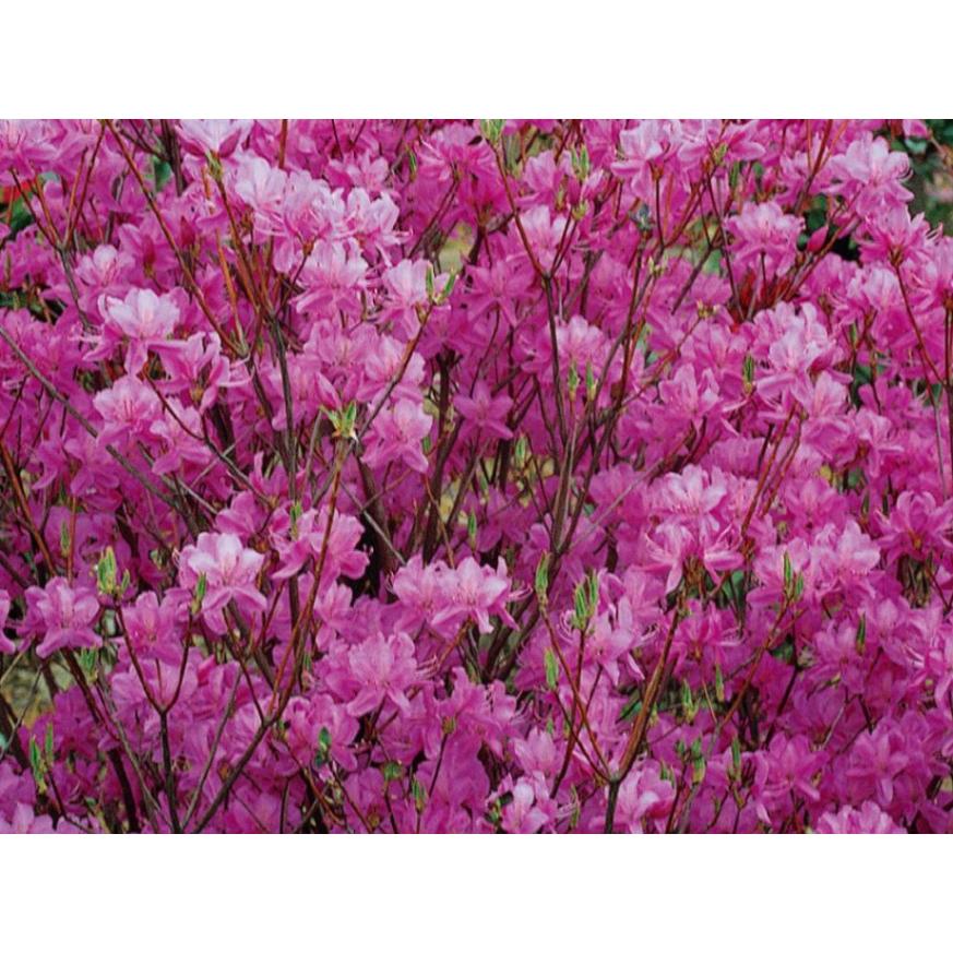 コバノミツバツツジ　大株　【品番3440】 コバノミツバツツジ 大株 【品番3440】 コバノミツバツツジ 大株