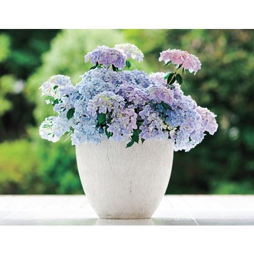 【花苗】5号大苗 PW 正規品 ラグランジア クリスタルヴェール2　現品発送　③ ラグランジア クリスタルヴェール2（出願中） 3.5号 1本 : e