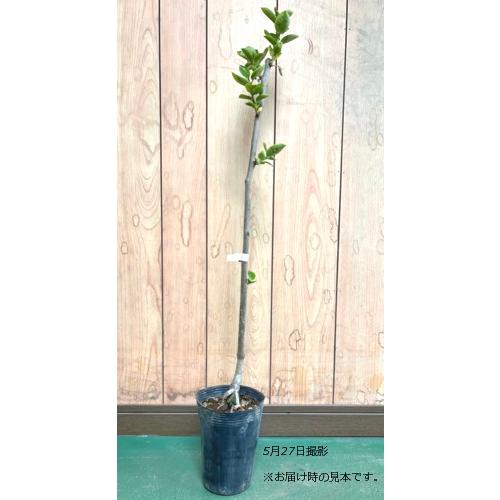 カキ 帝 接木苗 1本（2025年11月頃入荷予定） : e-フラワー - 通販