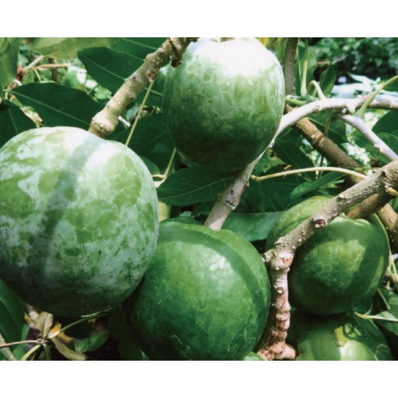 ➀-1ホワイトサポテ モルツビー 特選接木苗 ②ホワイトサポテ 特選接木