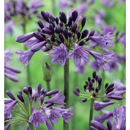 アガパンサス ポッピンパープル ポット苗 1株 : e-フラワー - 通販
