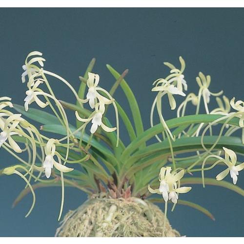 富貴蘭「翡翠の縞」開花株 富貴蘭「翡翠の縞」開花株 大人気，格安】 花物◇富貴蘭『翡翠』◇(