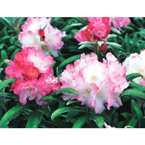 ホソバシャクナゲ/細葉石楠花【品番3317】 人気 ホソバシャクナゲ/細葉