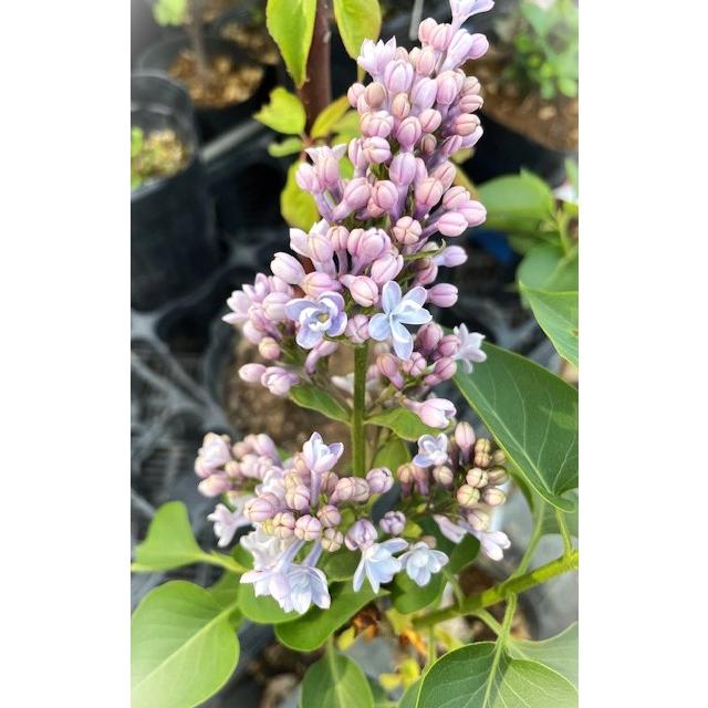 ライラック カルペディエム 2年生 1本 ライラックのために花壇改造する