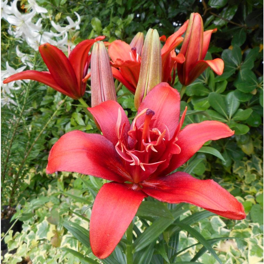 大特価！！】ユリ レッドツイン 球根 2球 : e-フラワー - 通販 - Yahoo