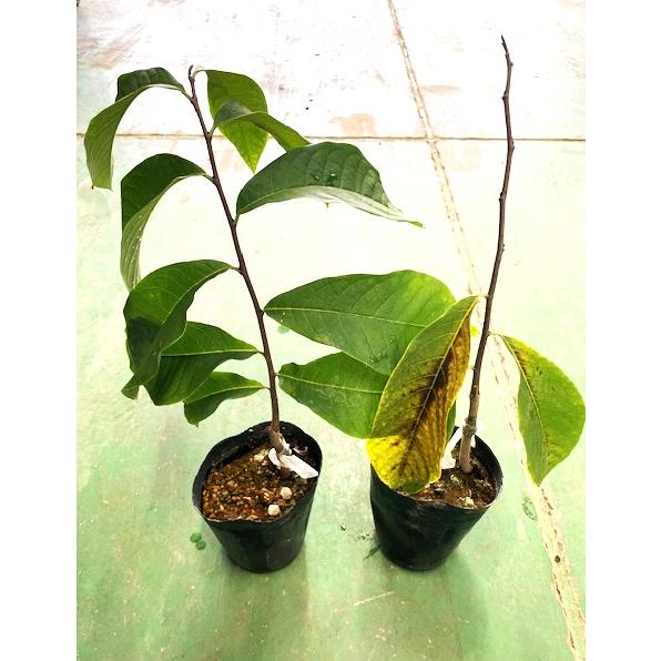 P特大04 ポポー大苗木1本 ポポー ぽぽー 苗 幻の果実 ポポー苗木1本 P特大04 ポポー大苗木1本 ポポー ぽぽー