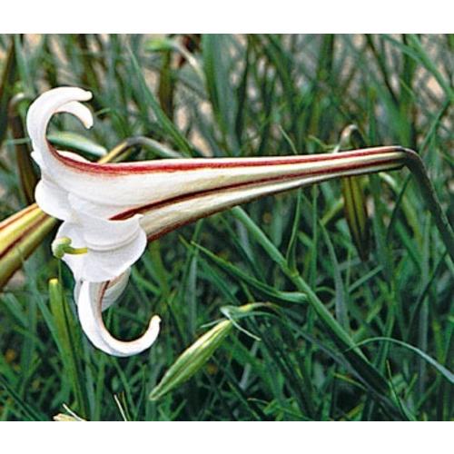 最高のタカサゴユリ 球根 最高の花の画像