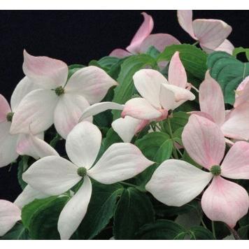 源平 ヤマボウシ苗