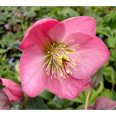 クリスマスローズ ストロベリームーン メリクロン3号ポット苗 1株 E フラワー 通販 Yahoo ショッピング