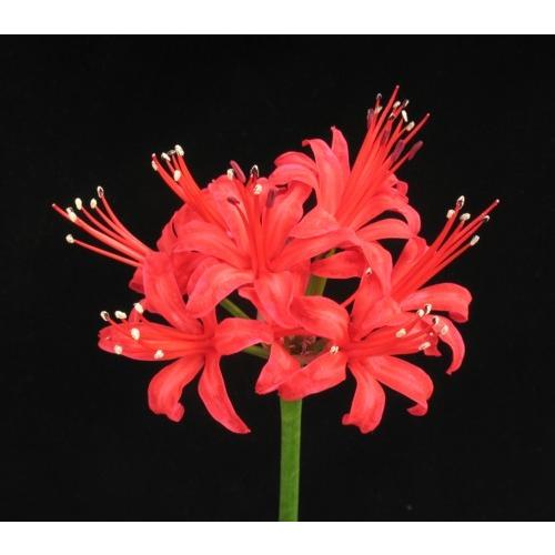 ネリネ スカーレット ポット植え球根 1球 球根 種芋