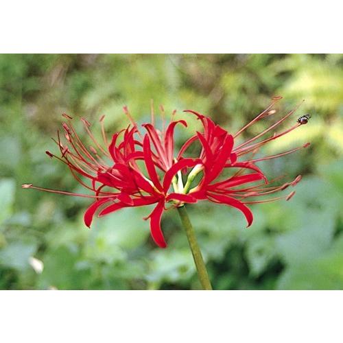 赤黒花ヒガンバナ 球根 1球 入荷予定 21年7月下旬頃 Sonicacts