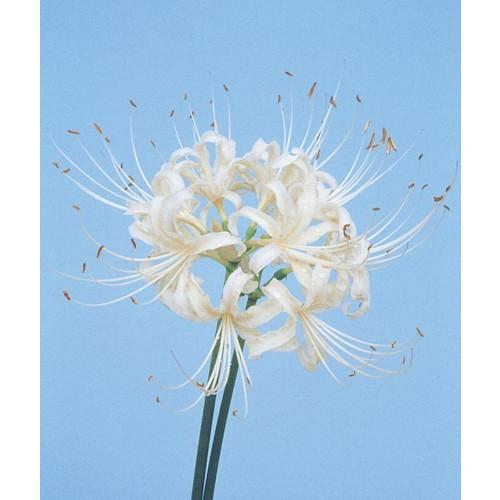 日本産白花ヒガンバナ セール開催中最短即日発送 球根 1球 入荷予定 21年7月下旬頃