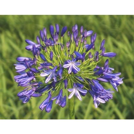 アガパンサス 水車 ポット苗 1株 E フラワー 通販 Yahoo ショッピング