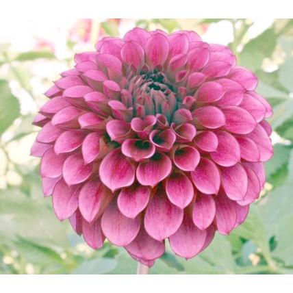 ダリア ダークナイト 球根 1球 3300円のところ 2300円で E フラワー 通販 Yahoo ショッピング