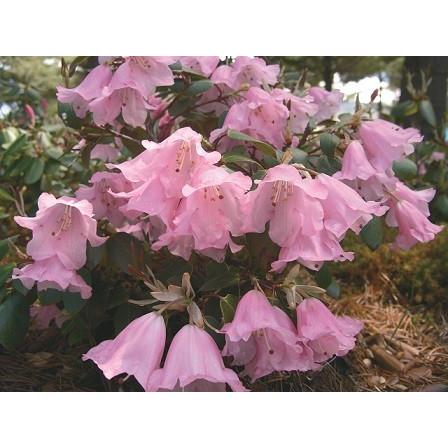 55 以上節約 シャクナゲ ウィリアムシアナム 地掘大株 幅40cm内外 1本 入荷予定 年5月下旬 6月頃 最安 Talentoindustrial Com