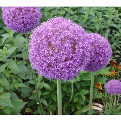 アリウム ギガンチューム 球根 2球 入荷予定 21年10月頃 E フラワー 通販 Yahoo ショッピング