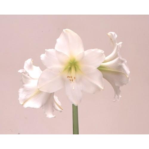 ポットアマリリス アンサンブル 白 14cm 化粧箱入り 1箱 入荷予定 21年11月頃 E フラワー 通販 Yahoo ショッピング