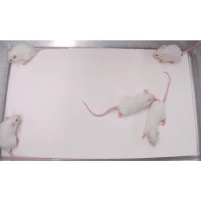 (直送)実験小動物用床敷材 パルマス3000 265×155mm 1200枚入