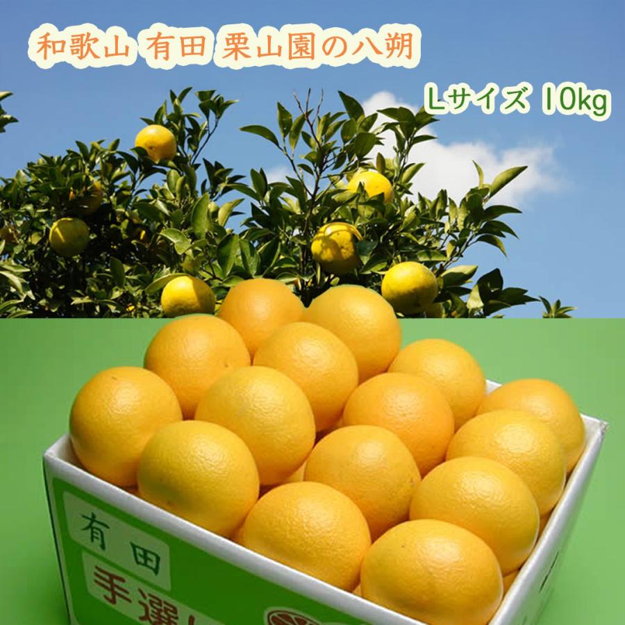 和歌山 有田 栗山園の八朔(はっさく) Lサイズ10kg 大好評 びっくりの