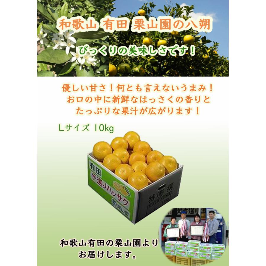早生八朔　L、Mサイズ20kg 、10 和歌山 有田 栗山園の八朔(はっさく) Lサイズ10kg 大好評 びっくりの