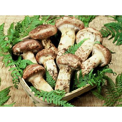 赤井さんの丹波松茸 お任せ円 Matsutake 5 心斎橋花房ヤフー店 通販 Yahoo ショッピング