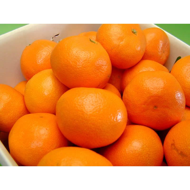 栗山園の有田みかん 宮川早生 10kg Lサイズ お届けは11月下旬頃から