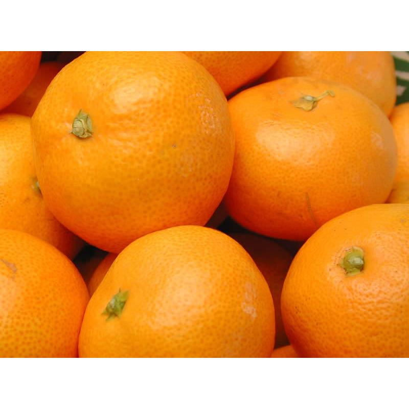 栗山園の有田みかん 宮川早生 10kg Lサイズ お届けは11月下旬頃から