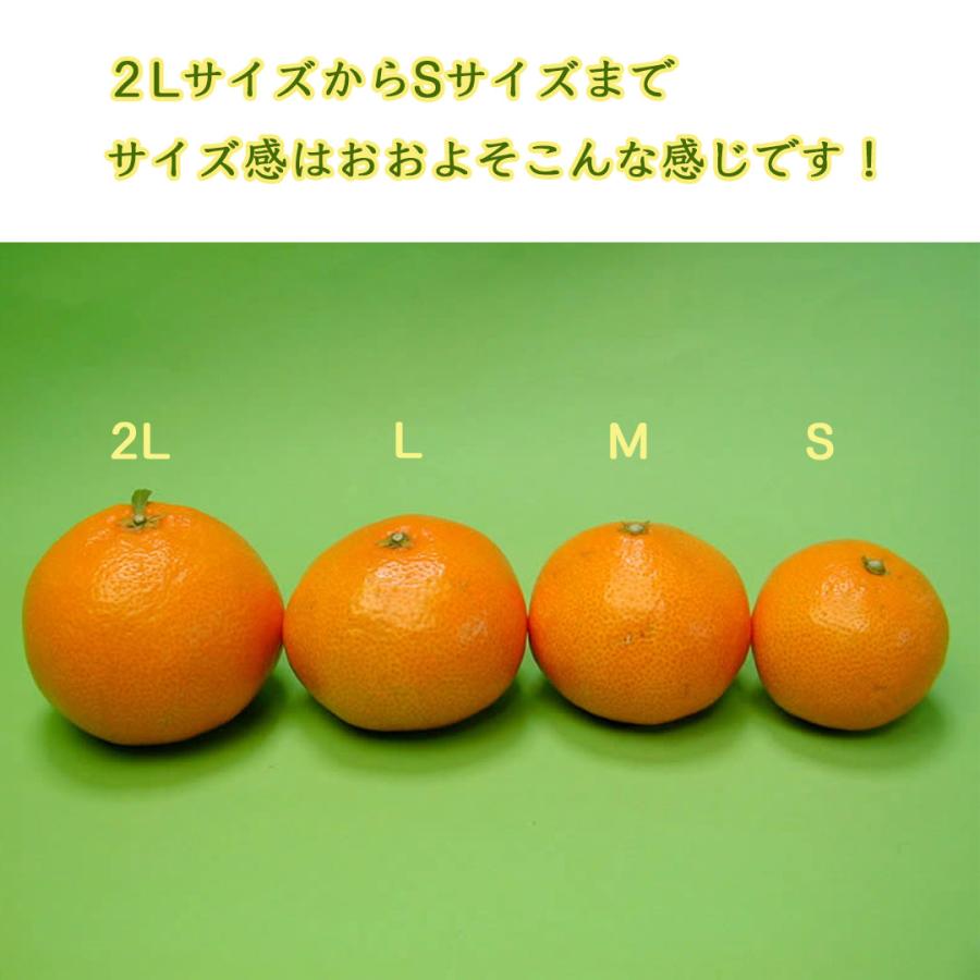 栗山園の有田みかん 宮川早生 10kg Lサイズ お届けは11月下旬頃から