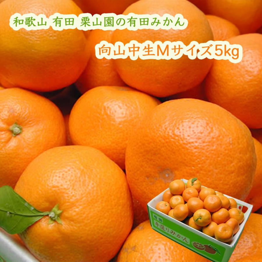栗山園の有田みかん 向山中生 Mサイズ 5kg お届け時期12月 御歳暮 ご
