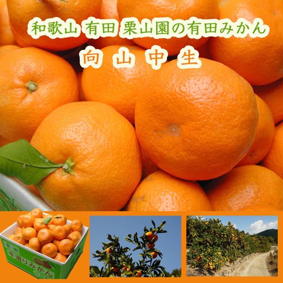 栗山園の有田みかん 向山中生 Mサイズ 5kg お届け時期12月 御歳暮 ご