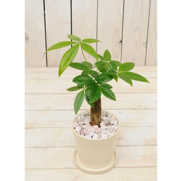 マルチングストーン パステルピンク M 1kg プロトリーフ マルチング材 E Hanas イーハナス Yahoo 店 通販 Yahoo ショッピング