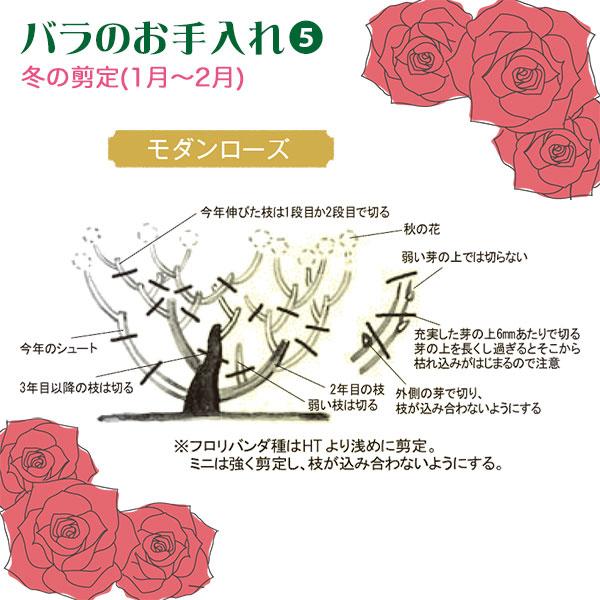 薔薇　開花株苗　２点まとめ 薔薇 開花株苗 2点まとめ ◇開花後強剪定株 花芽なし◇ <