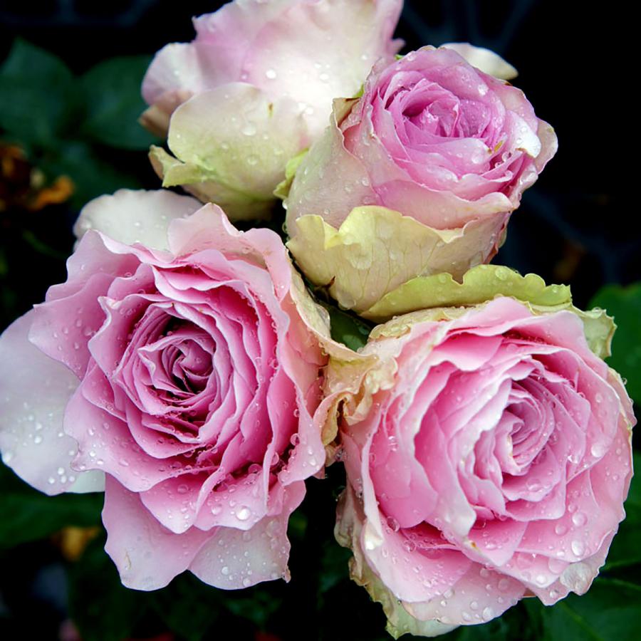 バラ苗 2年大株苗 エンジェルズフェイス 切り花用 4号鉢 水谷農園 花苗