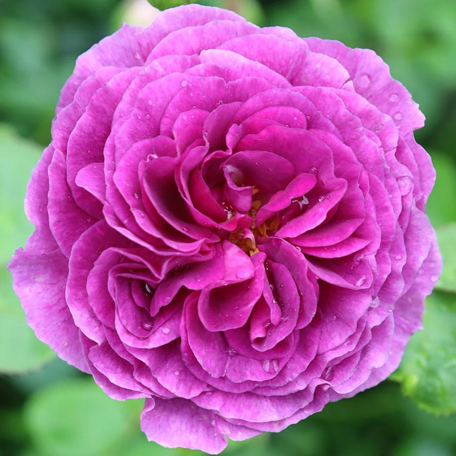 DIVINE CROSS 大会上位プロモ 薔薇の名は アヴェルラ Prytwen (Flower Marriage) | Yume 100 English Wiki | Fandom