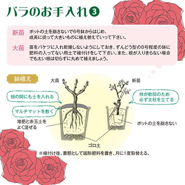 ばら園様ご注文品 資生堂 ばら園 ローズシャンプー RX ( 300ml )/ : 爽快ドラッグ