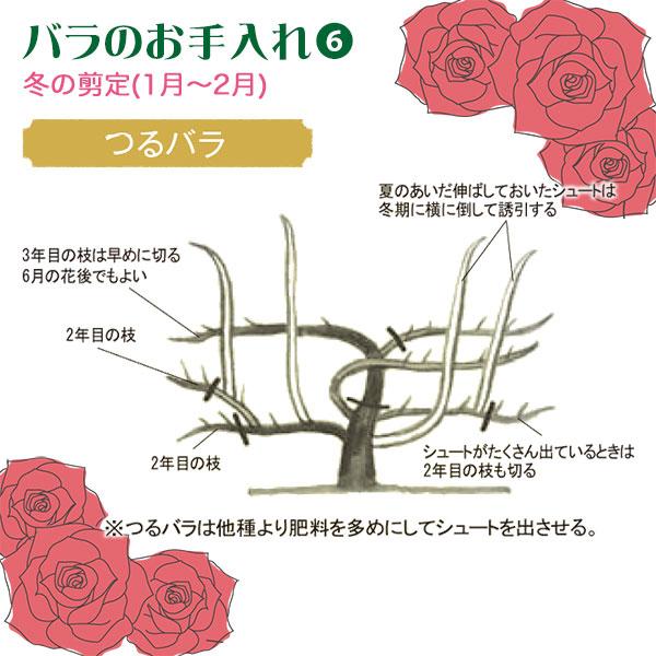 バラ苗(入手困難切り花種) 激レア種 バラ苗(入手困難切り花種) 激レア種 大苗 - メルカリ