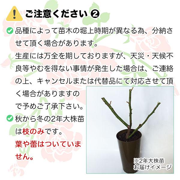 予約販売 25年11月中旬出荷予定 バラ苗 2年大株苗 カーディナル